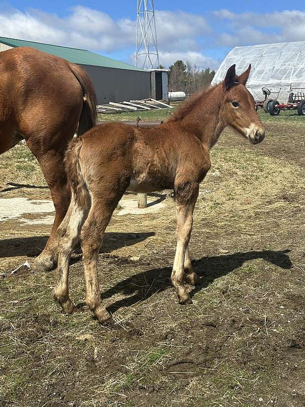 chestnut-draft-driving-horse