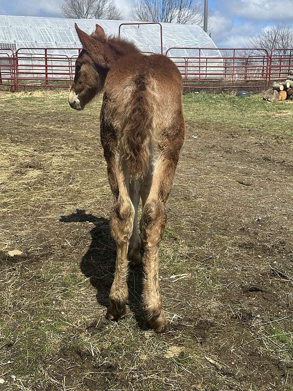 draft-driving-filly
