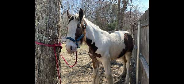 tobiano-draft-halter-horse