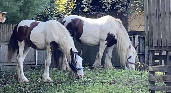drum-gelding-mare