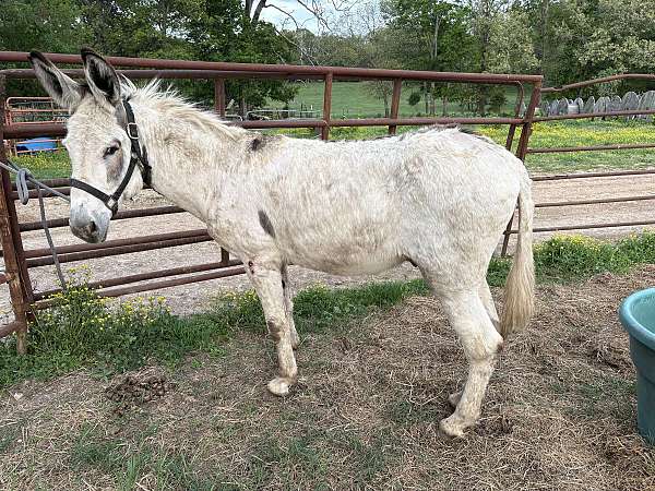 overo-breeding-donkey