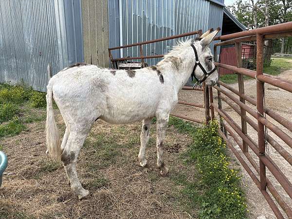 overo-flashy-donkey
