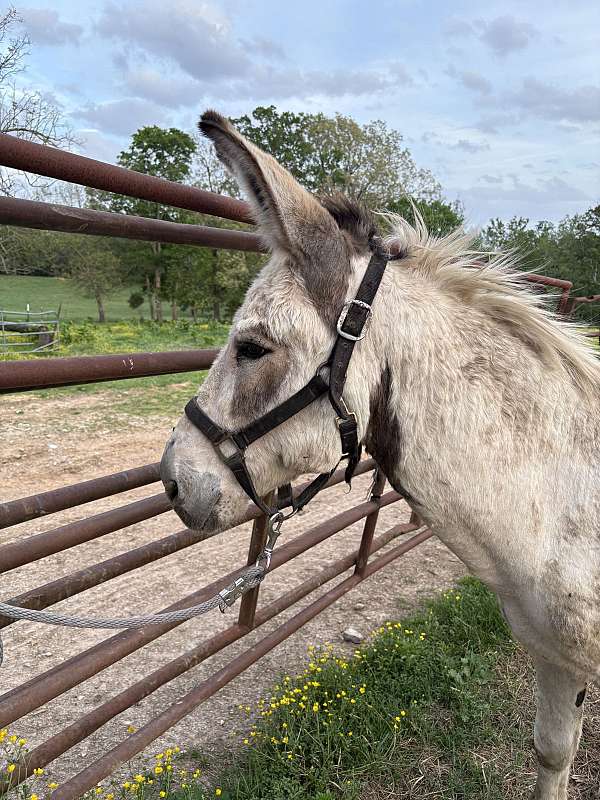 overo-stallion-donkey
