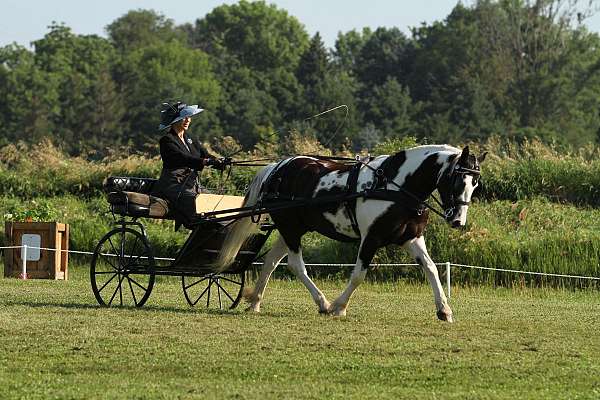 gypsy-vanner-gelding
