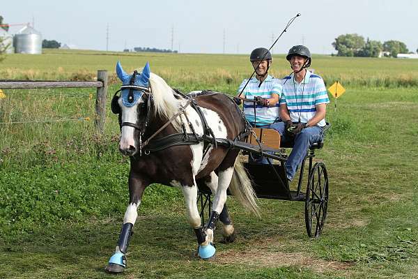 gypsy-vanner-pony-for-sale