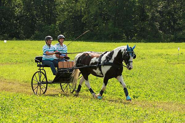gypsy-vanner-pony