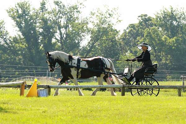 gypsy-vanner