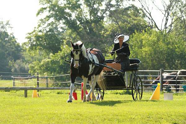 gelding