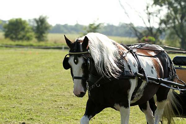 cross-pony