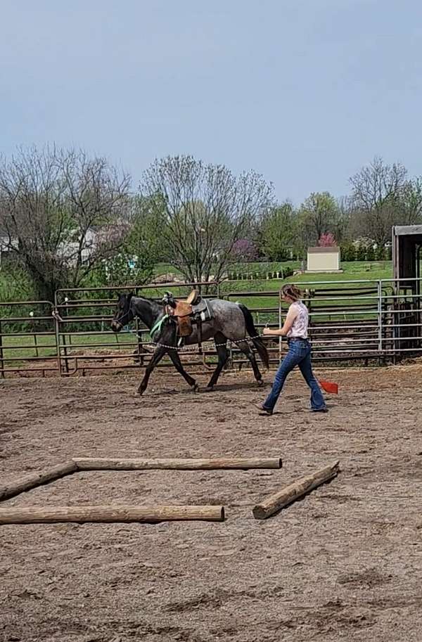 athletic-quarter-horse