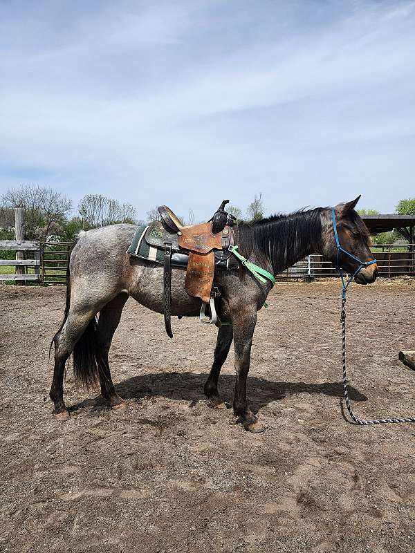 all-around-quarter-horse