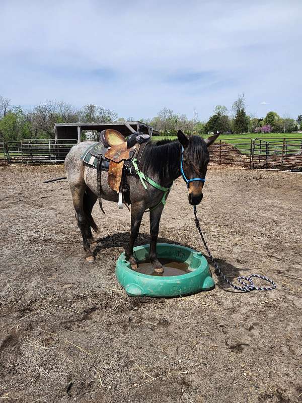 flashy-quarter-horse