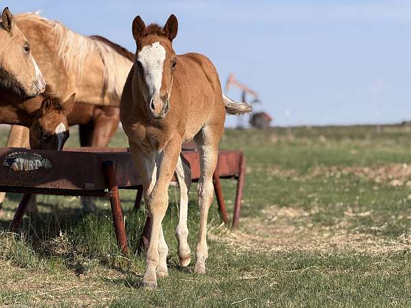 white-face-three-socks-horse