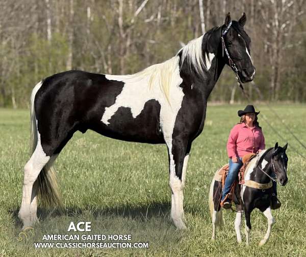 all-spotted-horse