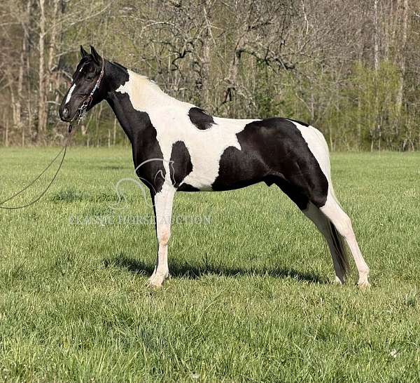 buy-now-spotted-horse