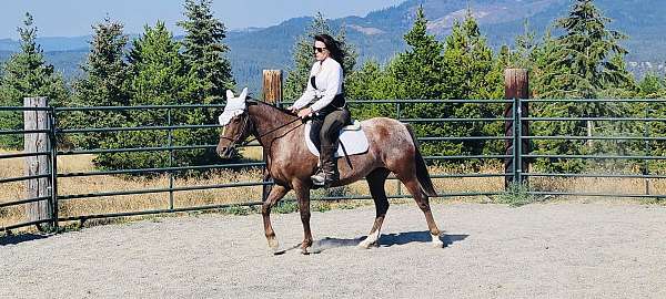 appaloosa-friesian-mare-stallion
