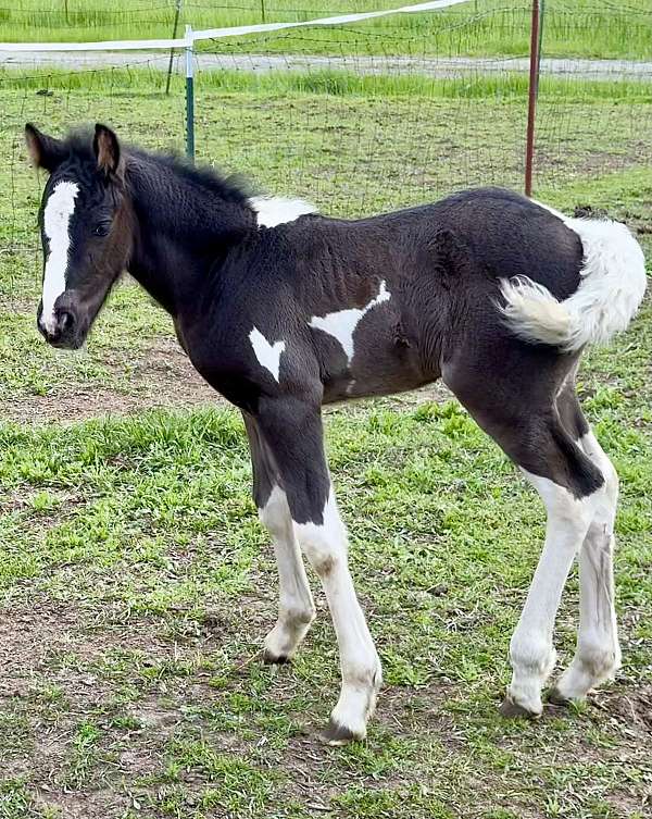 appaloosa-mare