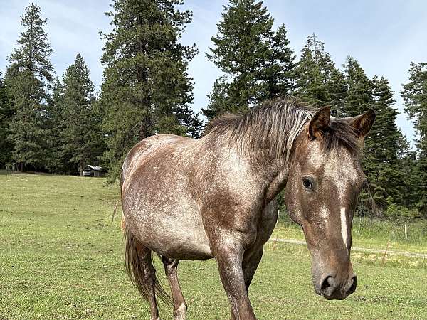 appaloosa-horse-for-sale