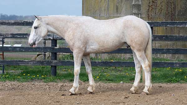 gelding-quarter-horse