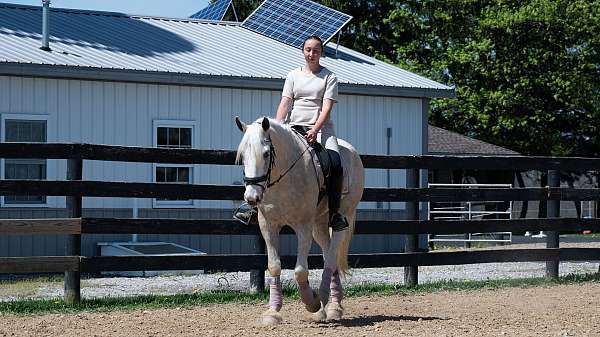 palomino-quarter-horse