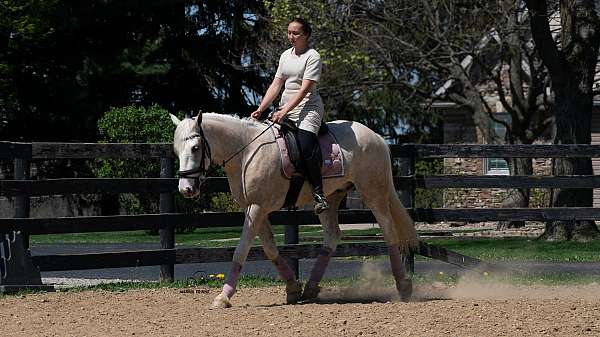 quiet-quarter-horse