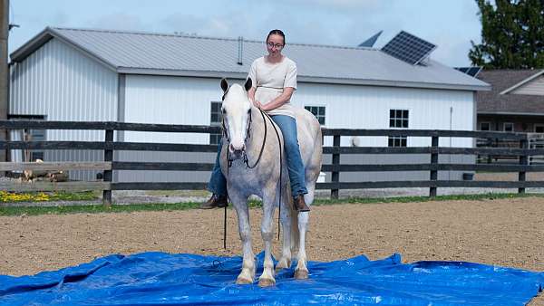 all-around-quarter-horse