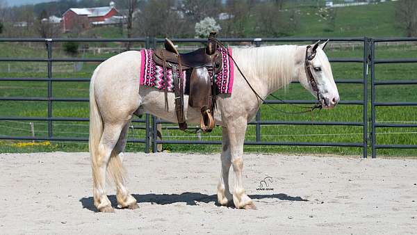 ride-quarter-horse
