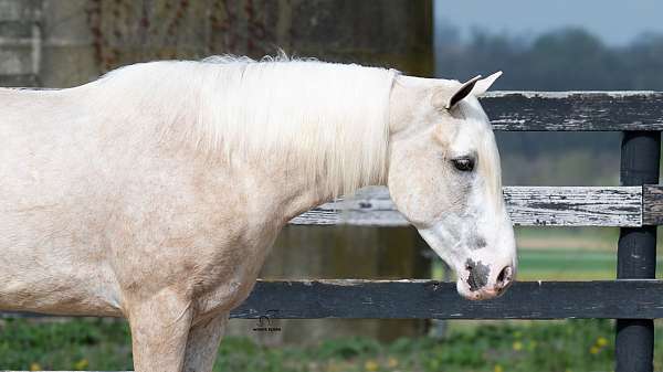 beginner-quarter-horse