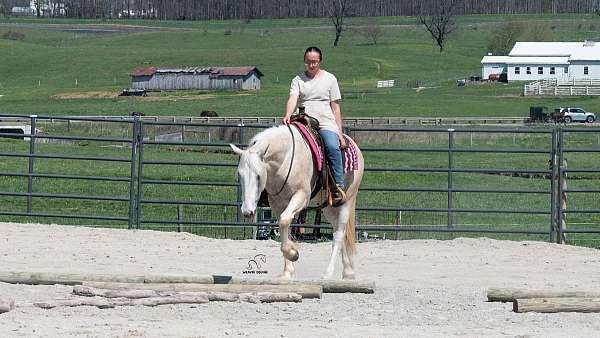 drill-team-quarter-horse