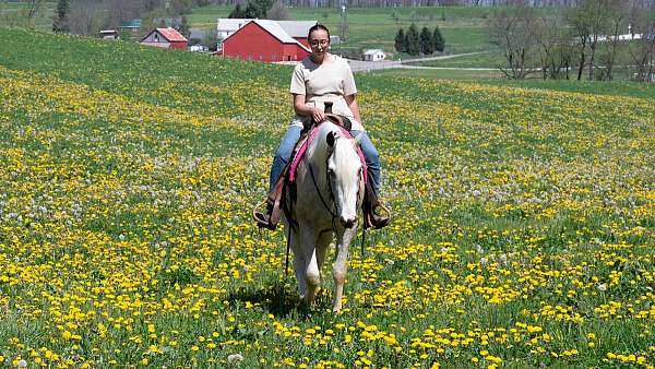 husband-safe-quarter-horse