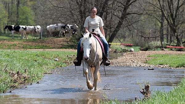lesson-quarter-horse