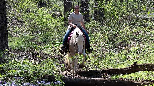 ridden-english-quarter-horse