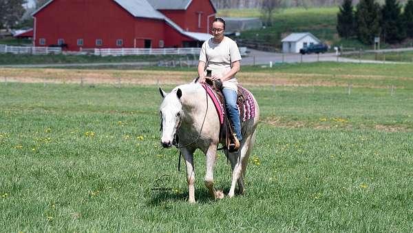 ridden-western-quarter-horse
