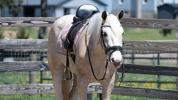 trail-quarter-horse