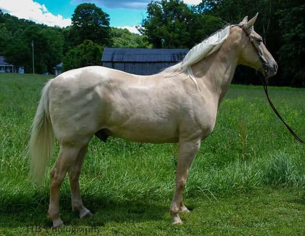 tobiano-saddle-seat-pony