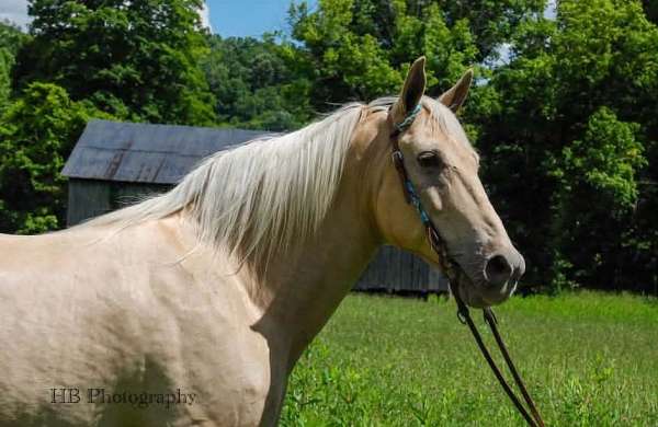 all-around-quarter-pony