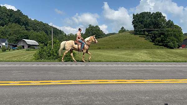 beginner-quarter-pony