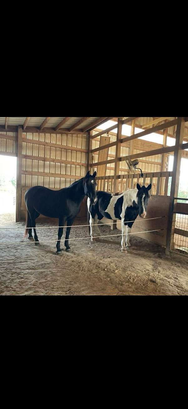 quarter-horse-gelding