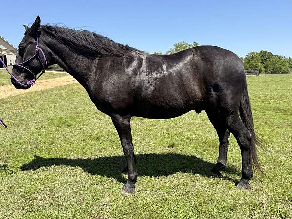 all-quarter-horse