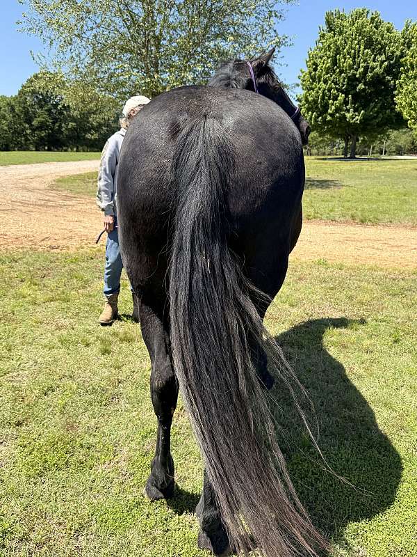 black-quarter-horse