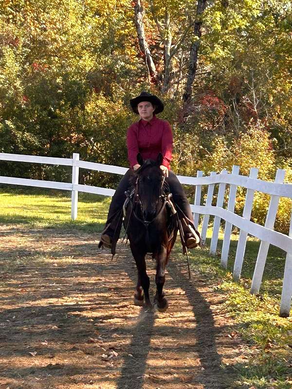quarter-horse-for-sale
