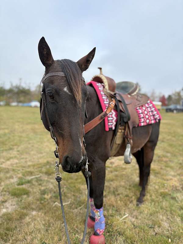 quarter-horse-gelding