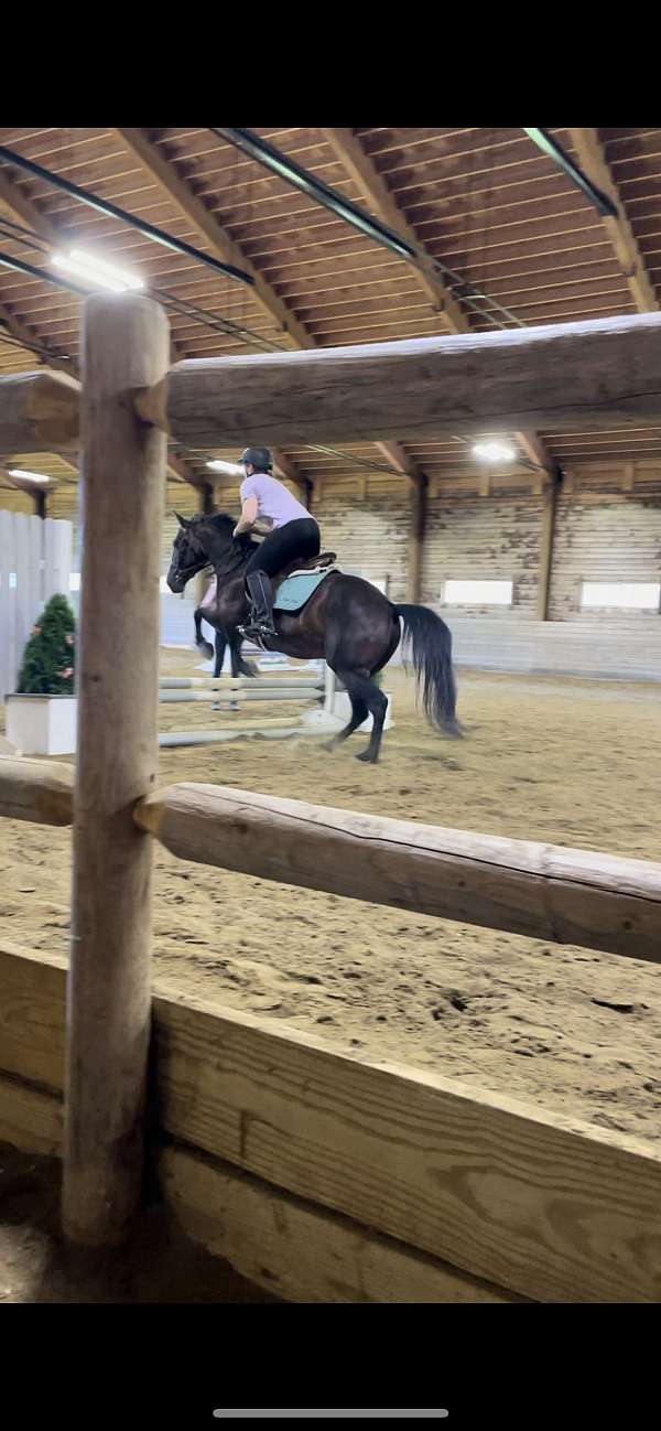 quarter-horse