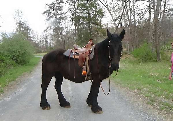 lessons-percheron-horse
