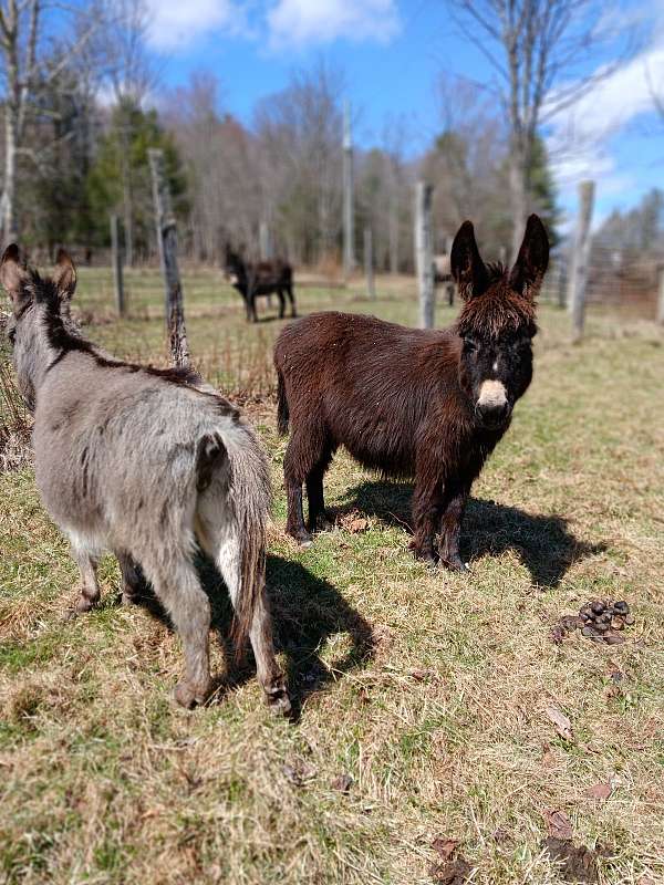 very-dark-brown-donkey