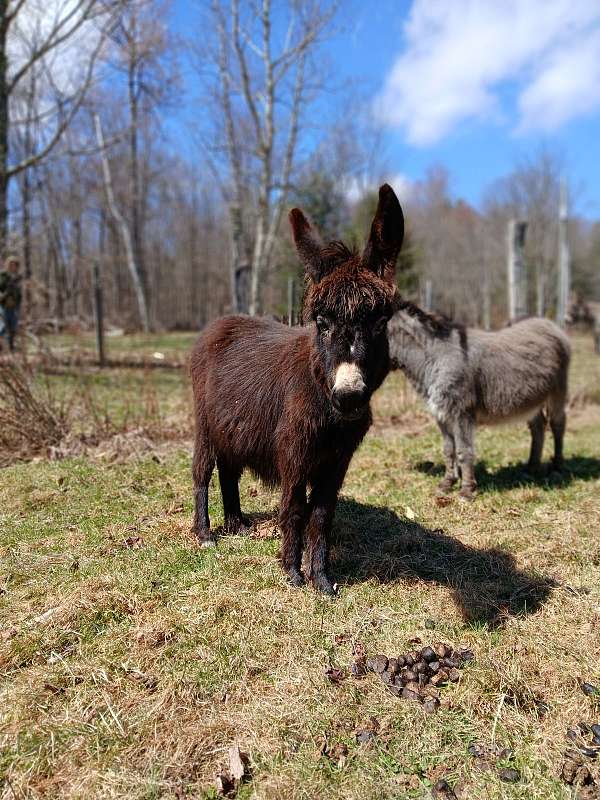 almost-black-donkey