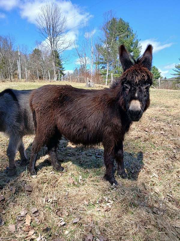 with-white-nose-donkey