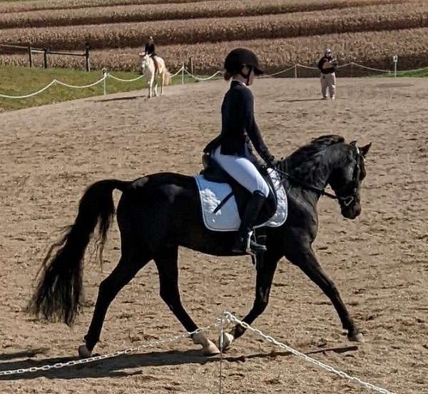 arabian-gelding