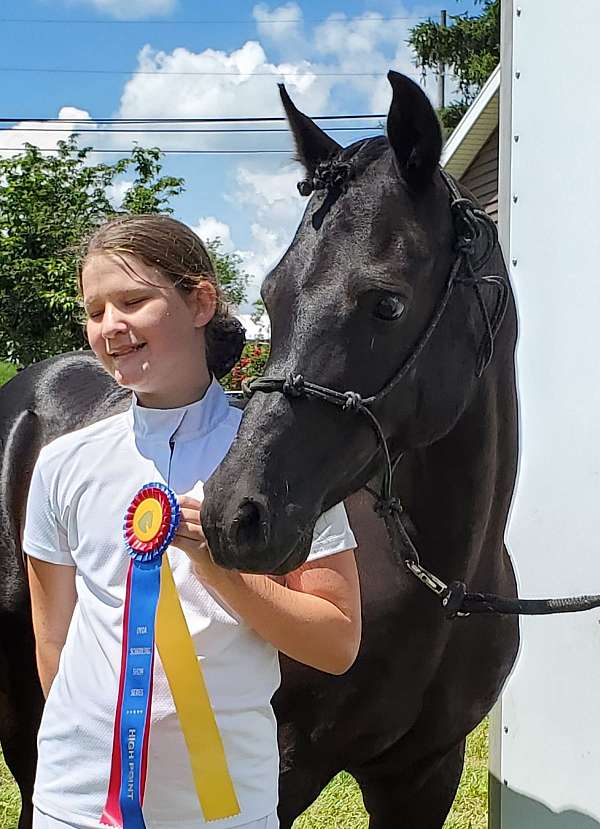 arabian-horse-for-sale