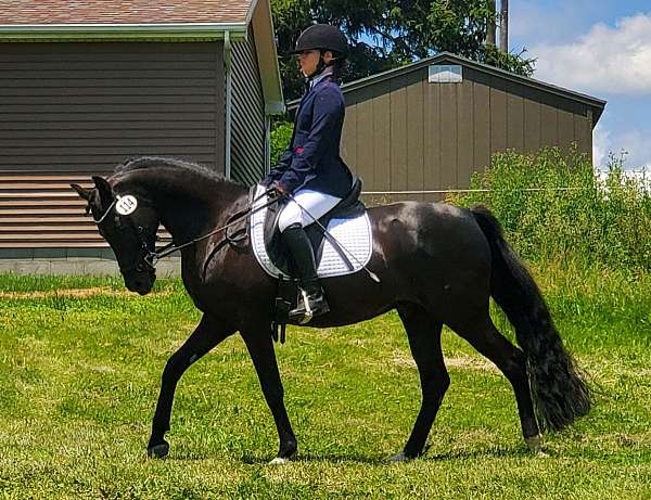 gelding